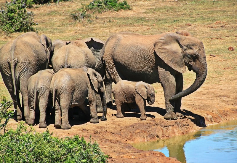 African Elephant